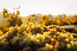 vinifika-duurzame-wijnen-oogst