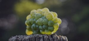 Vinifika-grapes-vineyard