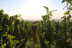 vinifika-oogst-ochtend-florianbeckhartweg