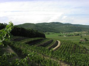 Indomiti vini - Berici hills