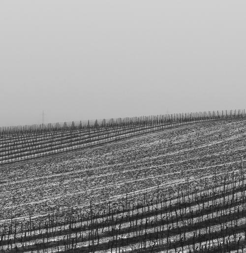 vinifika-winter-wijngaard-cover-2