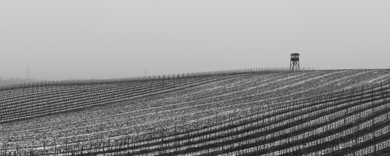 Winter in de wijngaard