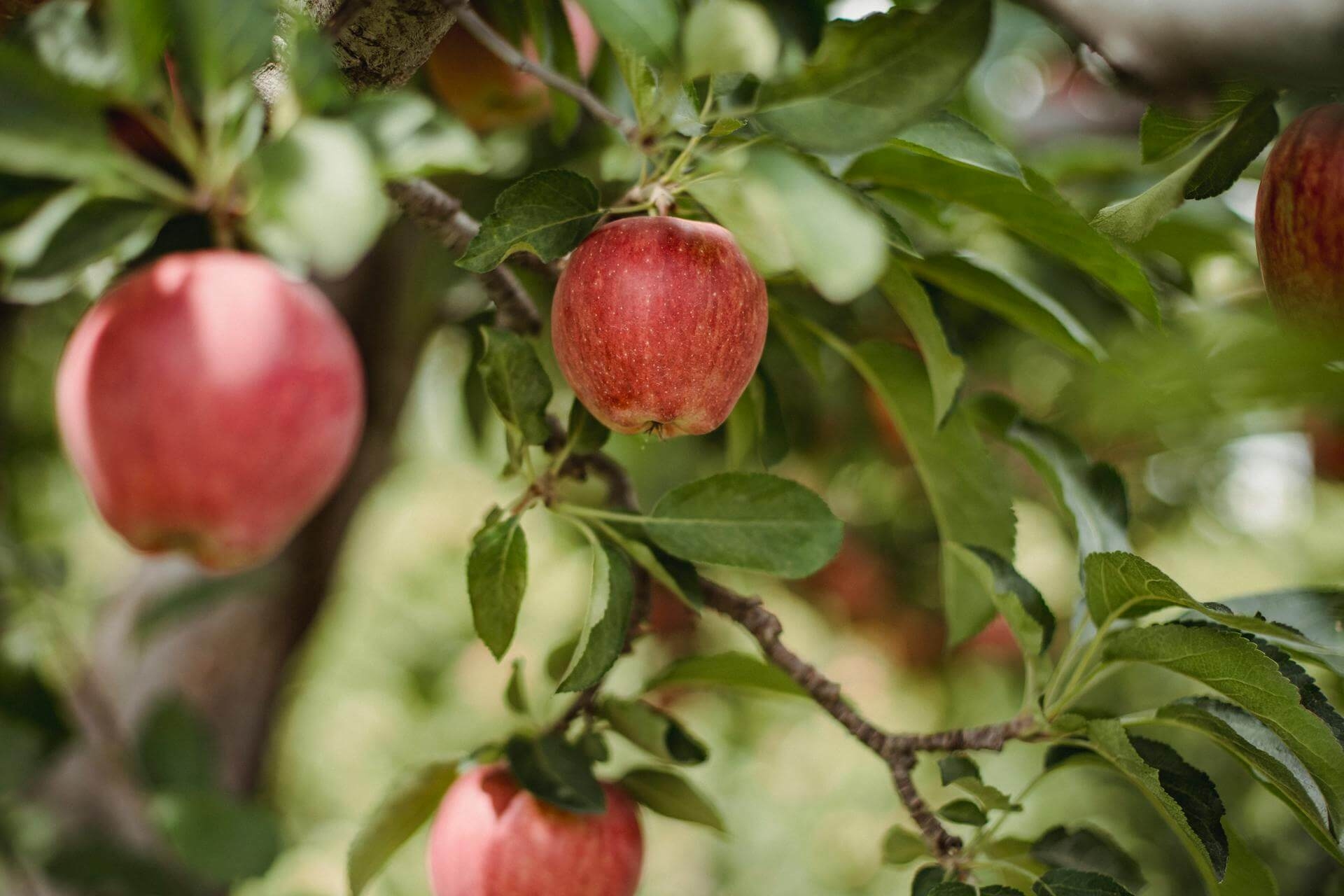 Cider: Een verfrissend alternatief om te proberen!